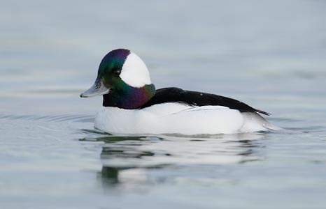 Bufflehead (Bucephala albeola) photo image