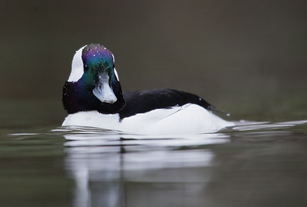 Bufflehead (Bucephala albeola) photo image
