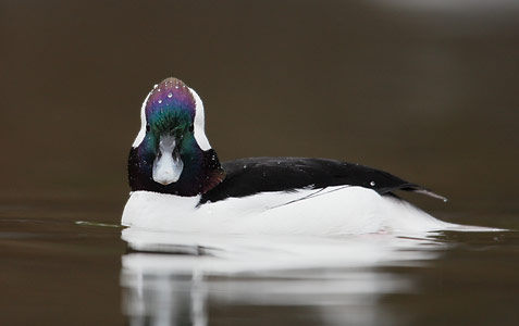 Bufflehead (Bucephala albeola) photo image
