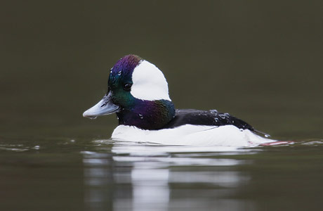 Bufflehead (Bucephala albeola) photo image