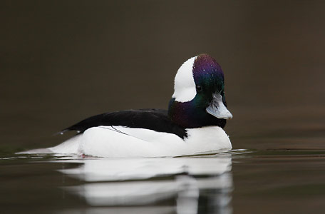 Bufflehead (Bucephala albeola) photo image