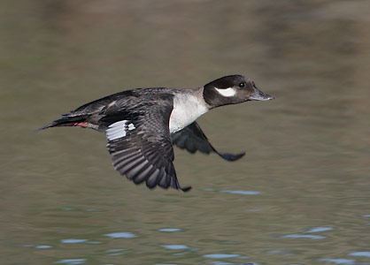 Bufflehead (Bucephala albeola) photo image