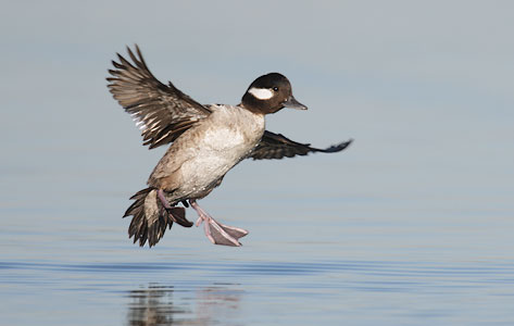 Bufflehead (Bucephala albeola) photo image