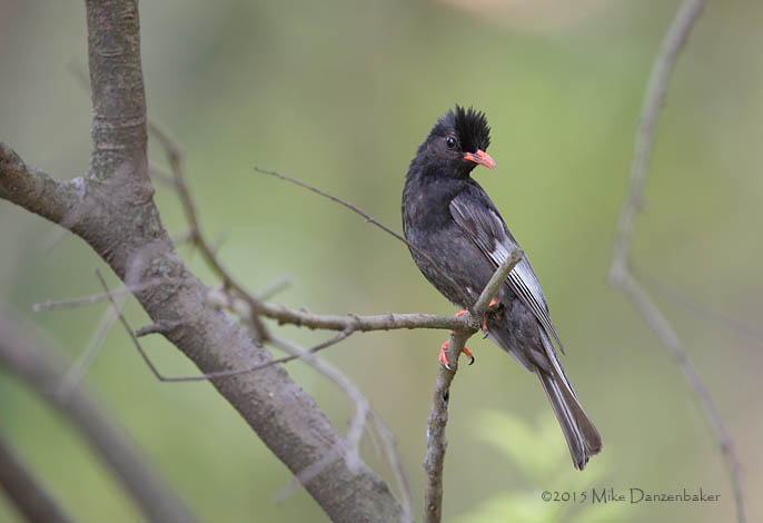 Black Bulbul (Hypsipetes leucocephalus) photo image