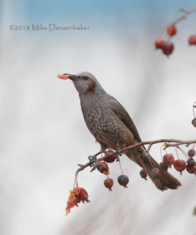 Brown-eared Bulbul (Hypsipetes amaurotis) photo