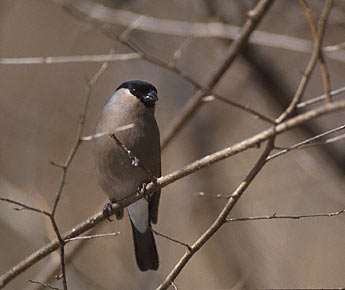 Eurasian Bullfinch (Pyrrhula pyrrhula) photo image