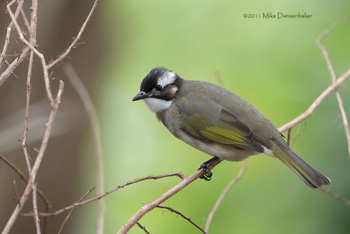 Light-vented Bulbul (Pycnonotus sinensis) photo image