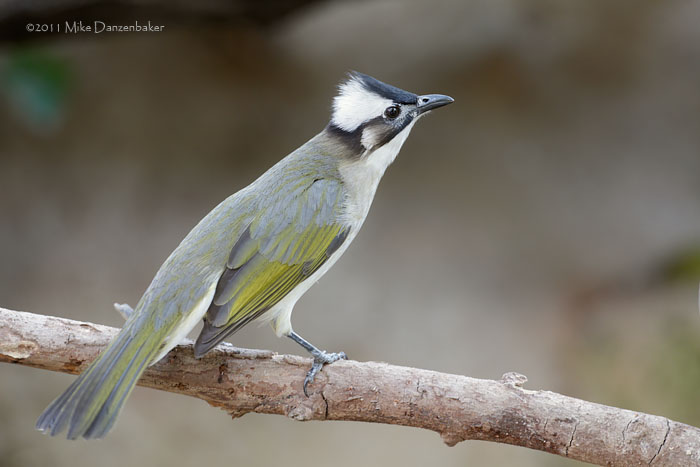 Light-vented Bulbul (Pycnonotus sinensis) photo image