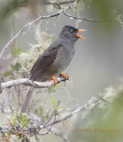 Reunion Bulbul (Hypsipetes borbonicus) photo image