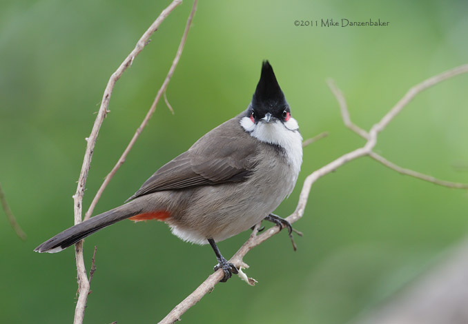 Red-whiskered Bulbul (Pycnonotus jocosus) photo