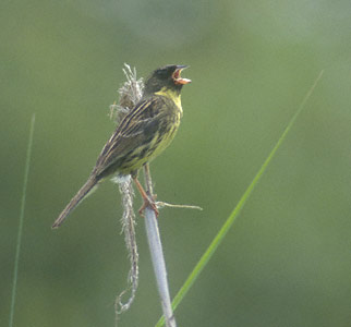 Black-faced Bunting (Emberiza spodocephala) photo image