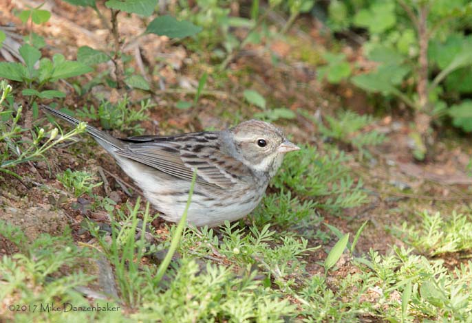 Black-faced Bunting (Emberiza spodocephala) photo image