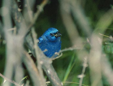 Blue Bunting (Cyanocompsa parellina) photo image