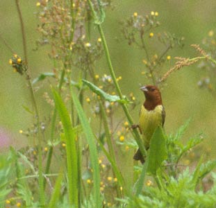 Chestnut Bunting (Emberiza rutila) photo image