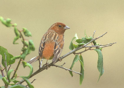 Chestnut Bunting (Emberiza rutila) photo image