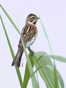 Common Reed Bunting (Emberiza schoeniclus) photo image