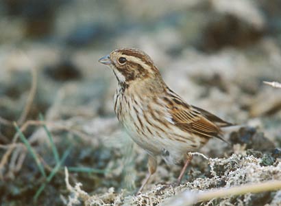 Common Reed Bunting (Emberiza schoeniclus) photo image