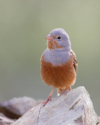 Cretzchmar's Bunting (Emberiza caesia) photo