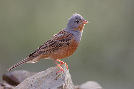 Cretzchmar's Bunting (Emberiza caesia) photo