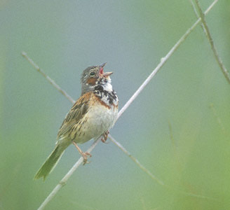 Chestnut-eared Bunting (Emberiza fucata) photo image