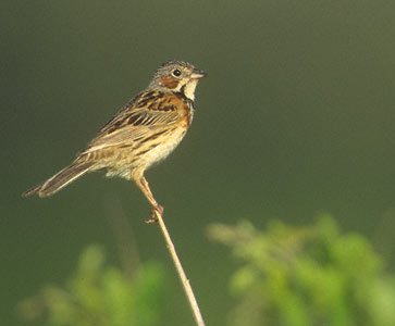Chestnuteared Bunting (Emberiza fucata) Photo Image
