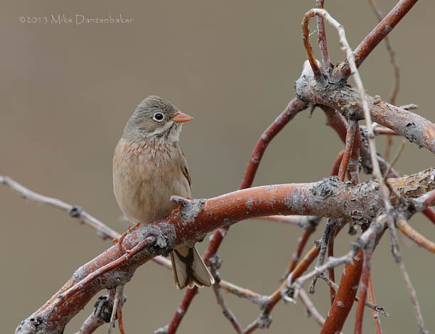 Grey-necked Bunting (Emberiza buchanani) photo image