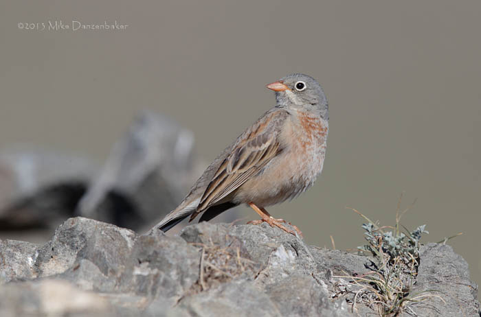 Grey-necked Bunting (Emberiza buchanani) photo image