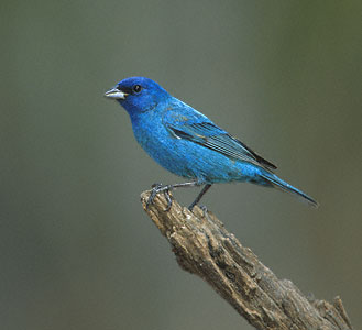 Indigo Bunting (Passerina cyanea) photo image