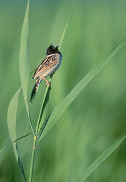 Japanese Reed Bunting (Emberiza yessoensis) photo image