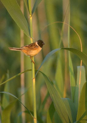 Japanese Reed Bunting (Emberiza yessoensis) photo image