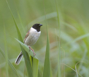 Japanese Reed Bunting (Emberiza yessoensis) photo image