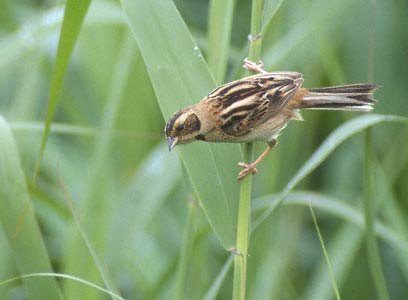 Japanese Reed Bunting (Emberiza yessoensis) photo image