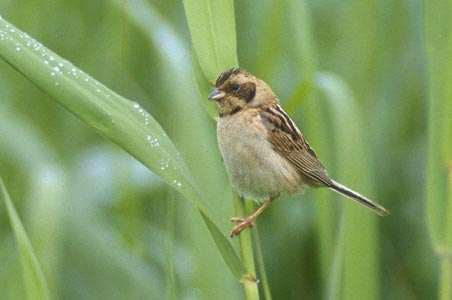 Japanese Reed Bunting (Emberiza yessoensis) photo image