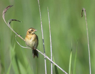 Japanese Reed Bunting (Emberiza yessoensis) photo image