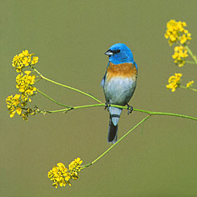 Lazuli Bunting (Passerina amoena) photo image