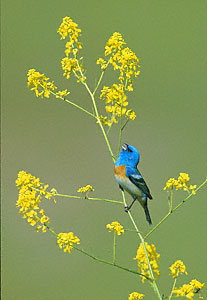 Lazuli Bunting (Passerina amoena) photo image