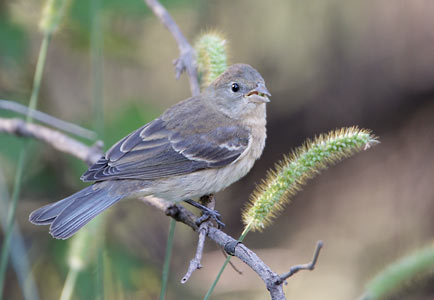 Lazuli Bunting (Passerina amoena) photo