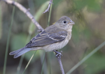 Lazuli Bunting (Passerina amoena) photo