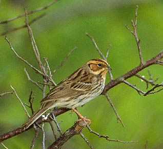 Little Bunting (Emberiza pusilla) photo image