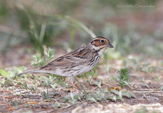 Little Bunting (Emberiza pusilla) photo image