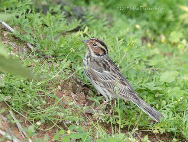 Little Bunting (Emberiza pusilla) photo image