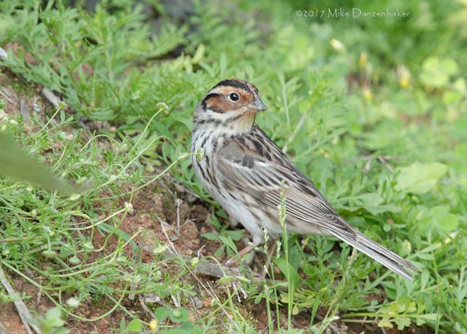 Little Bunting (Emberiza pusilla) photo image