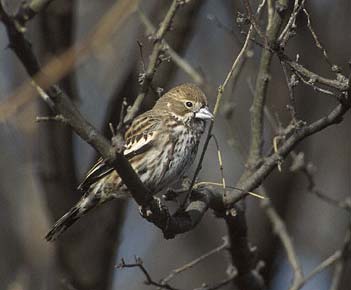 Lark Bunting (Calamospiza melanocorys) photo image