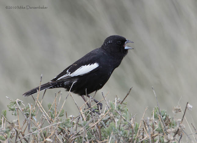 Lark Bunting (Calamospiza melanocorys) photo image