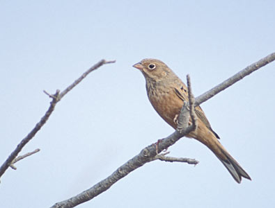 Ortolan Bunting (Emberiza hortulana) photo image