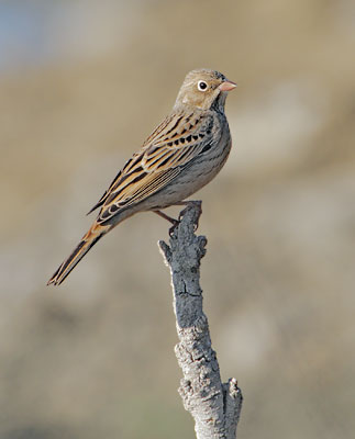 Ortolan Bunting (Emberiza hortulana) photo