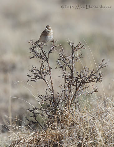 Pallas's Reed Bunting (Emberiza pallasi) photo