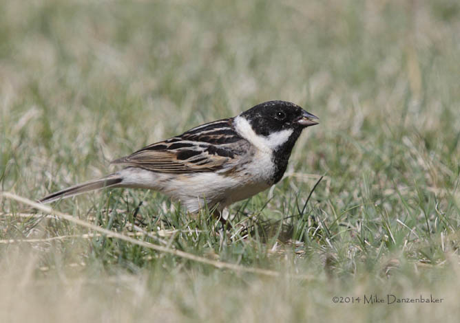 Pallas's Reed Bunting (Emberiza pallasi) photo