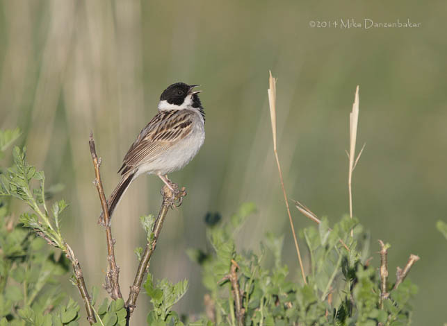 Pallas's Reed Bunting (Emberiza pallasi) photo