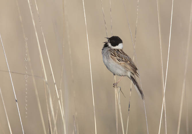 Pallas's Reed Bunting (Emberiza pallasi) photo
